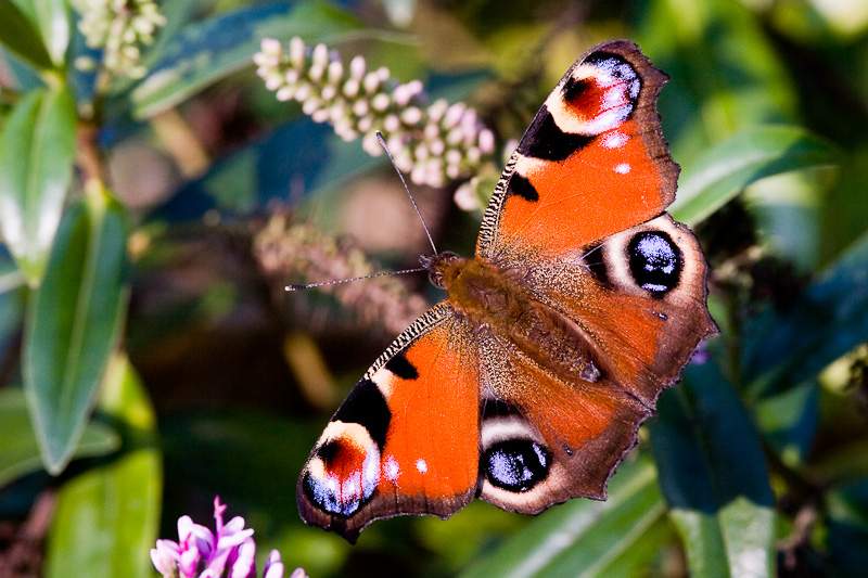 Peacock butterfly photo Peacock butterfly photo